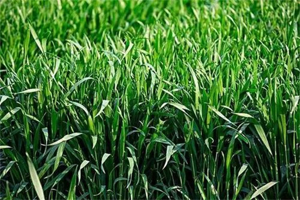 磷肥对小麦高产的作用