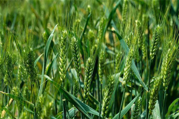 小麦科学施用磷肥注意事项