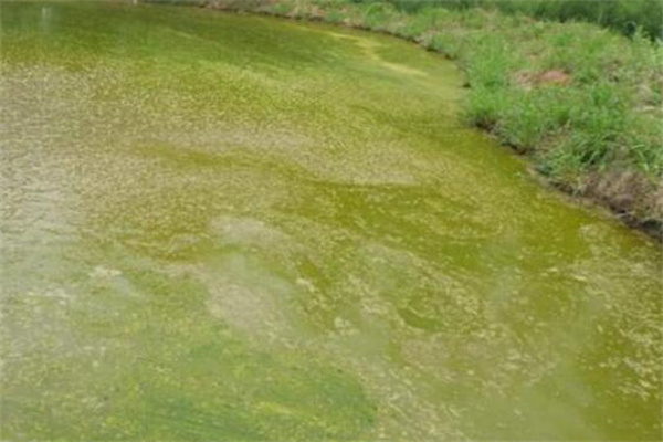 池塘倒藻的原因是什么