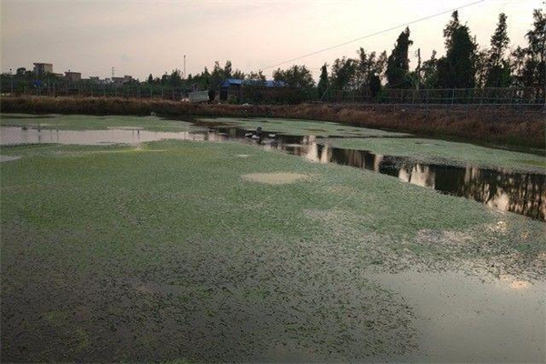 罗氏沼虾+水草生物防控养殖模式