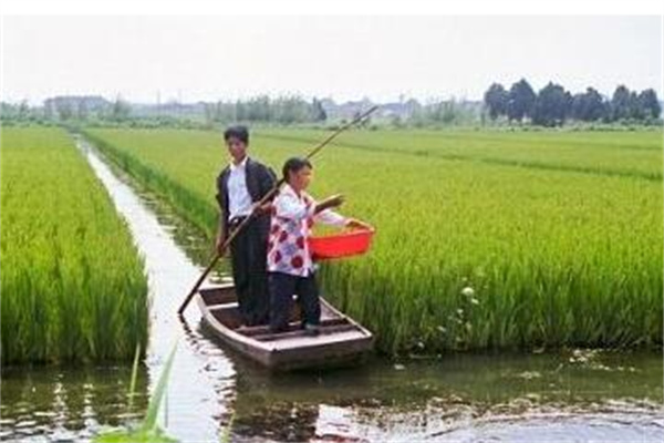 饲料的投喂要求