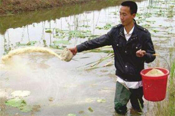 正确地投饵