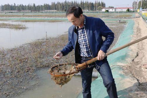 怎样考虑气象条件进行养蟹池的饲养管理