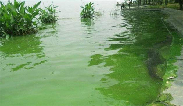 养殖池塘中容易蔓生的主要有害藻