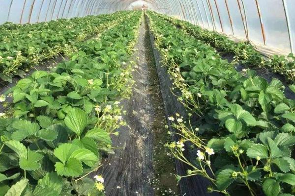 氮磷钾肥的草莓生长中的作用