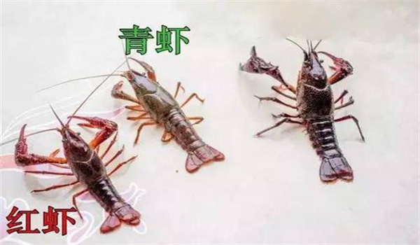小龙虾青虾和红虾的区别