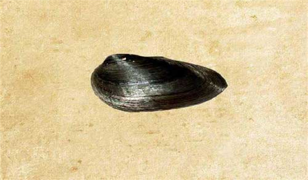 育珠蚌的外部形态