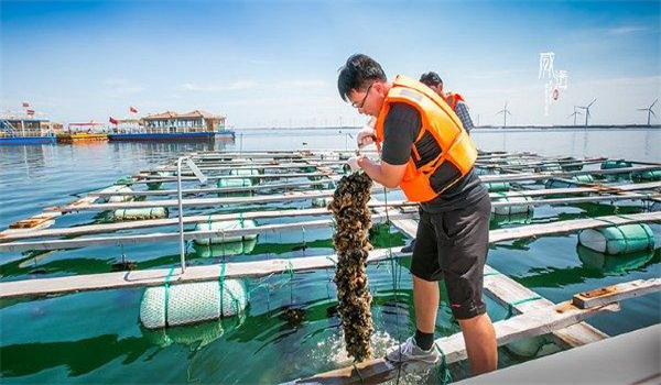 养殖扇贝大量死亡的原因