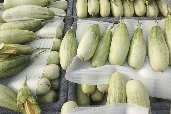 羊角蜜甜瓜什么时间成熟上市