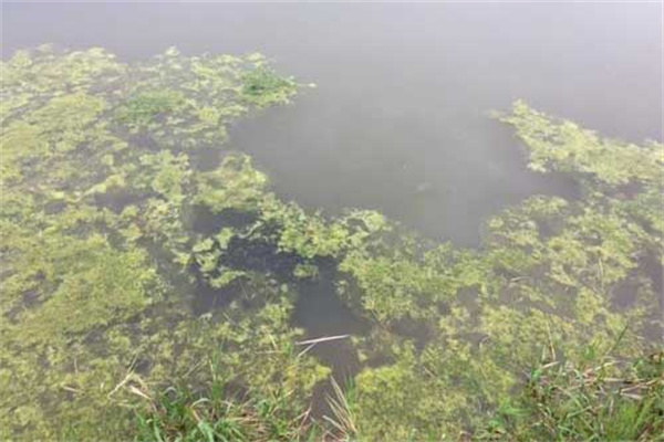 池塘怎么快速清除干净