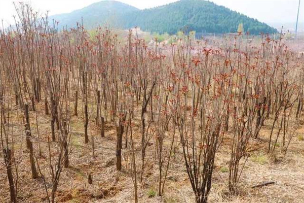 香椿密植一亩地多少棵