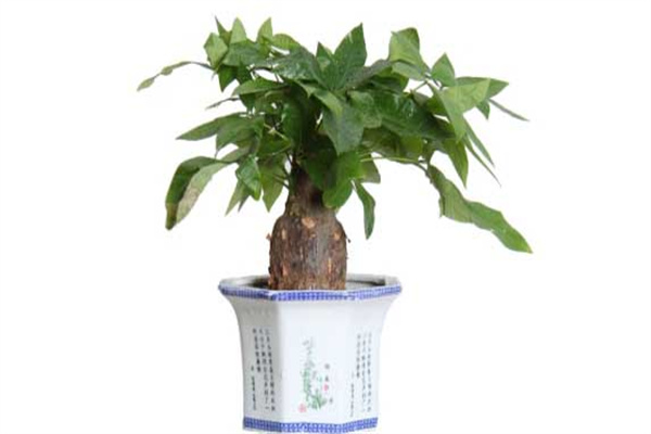 发财树会开花吗