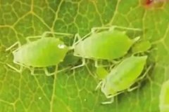 防治蚜虫特效药有哪些 蚜虫防治措施和注意事项