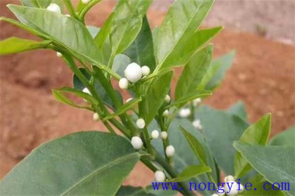 柑橘花期用什么农药