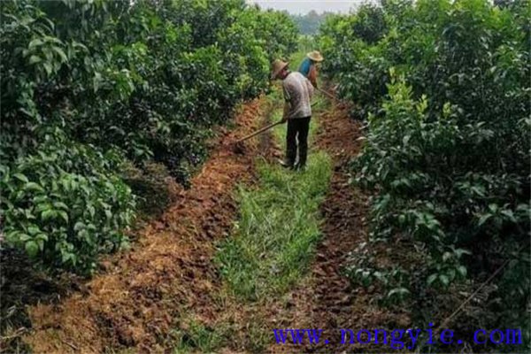 柑橘的施肥时间以及施肥量