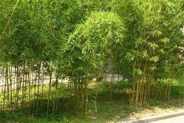 孝顺竹是什么样的竹子