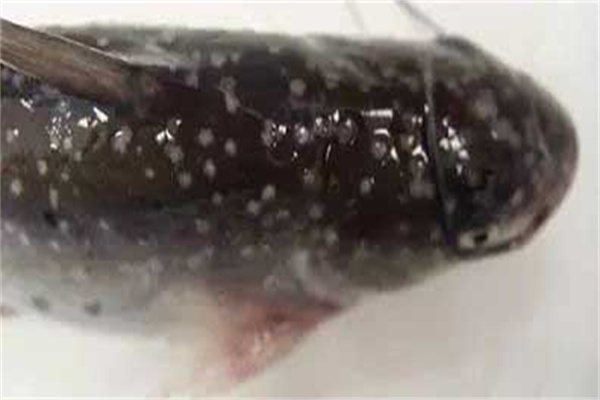 乌鱼小瓜虫病
