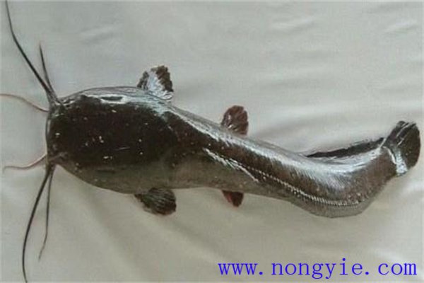 革胡子鲶怎么养殖