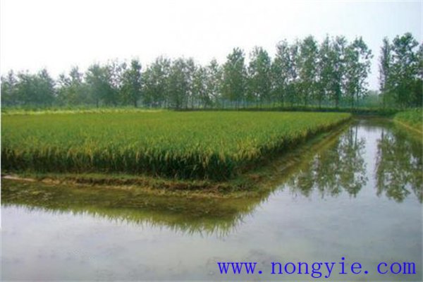 稻田养殖黄颡鱼的方法与步骤