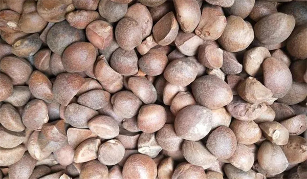 如何区分合格茶籽和不合格茶籽