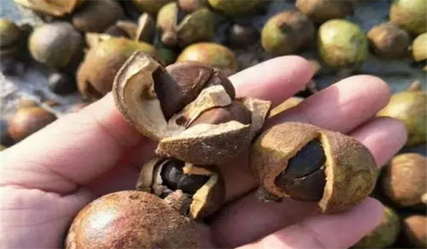 茶籽质量检验的具体标准是什么