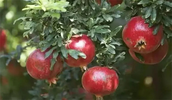 石榴苗圃的建设标准