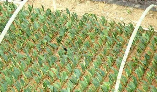 影响茶树扦插生根的外在因素有哪些