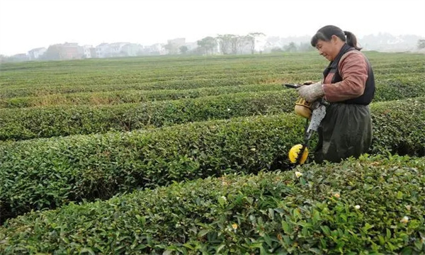 修剪后的茶园管理