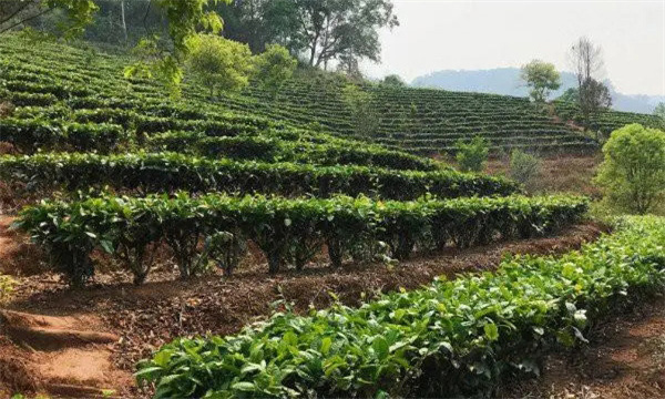 茶树种植地块