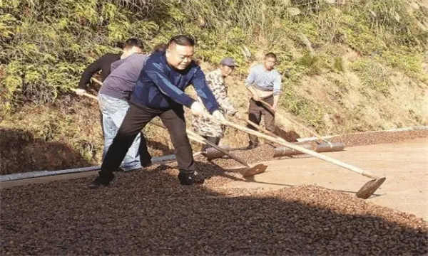 茶籽播种前应做怎样的处理