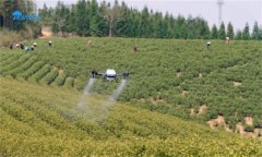 茶园施肥技术要点，茶园施肥总的原则是什么？