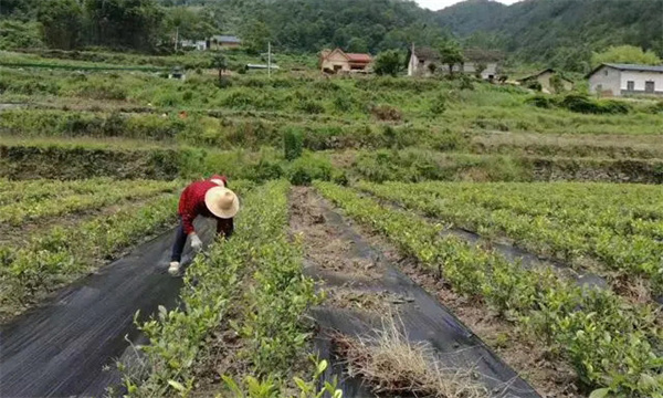 茶园铺草方法