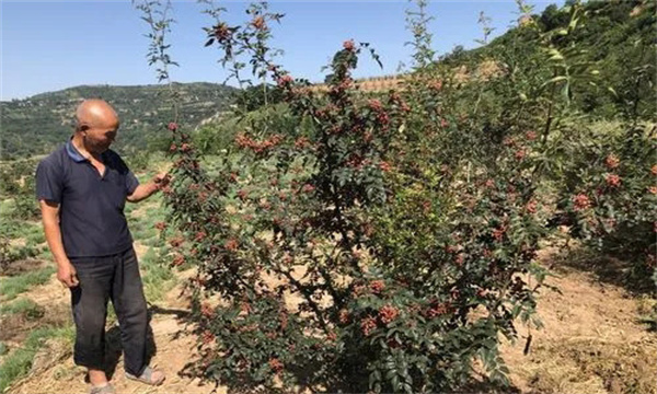 种植花椒树需要什么样的土壤条件