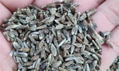 苍术如何进行种子繁殖，应该注意哪些问题？