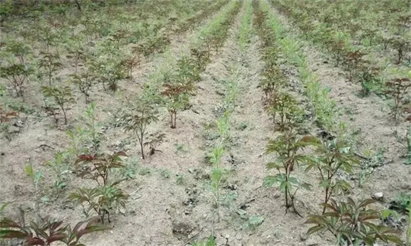 苍术种植的密度是多少