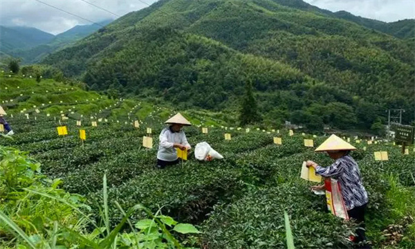 茶叶污染的主要来源