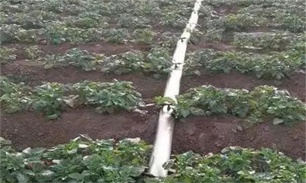 简易肥水一体化肥料的选择