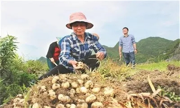 湖北贝母的采收与熏蒸