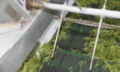 毛尖茶机械制作的具体步骤和方法是什么？