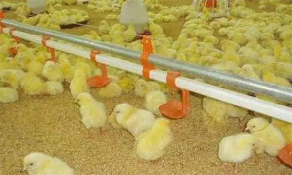 雏鸡饲养鸡舍温度管控