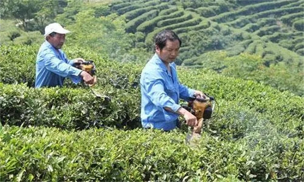 如何对壮年期茶树进行修剪