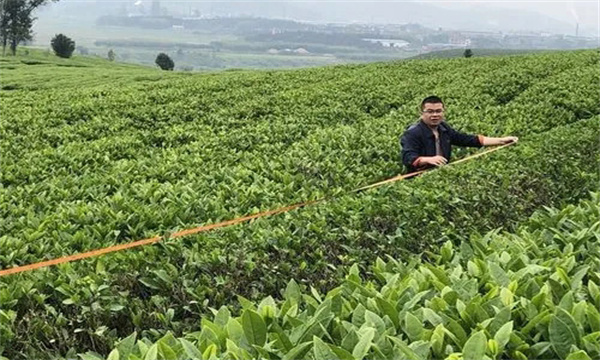 如何对茶树进行定型修剪