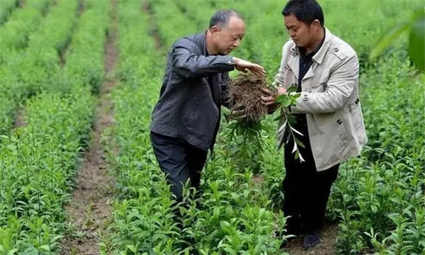 苍术软腐病发病症状