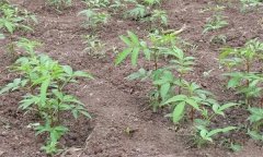 花椒播种育苗技术要点介绍