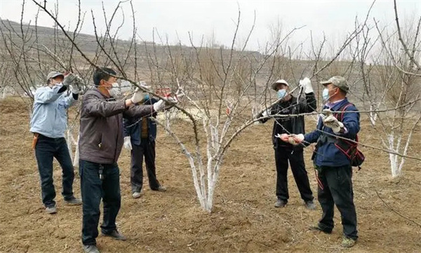 花椒树冬季修剪技术