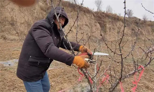 花椒树整形修剪的目的