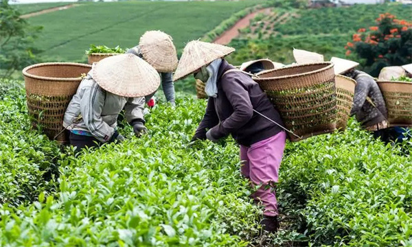 衡量茶树鲜叶质量好坏的指标