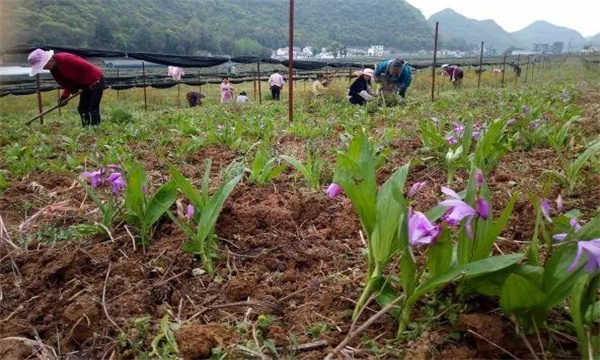 白芨栽培技术