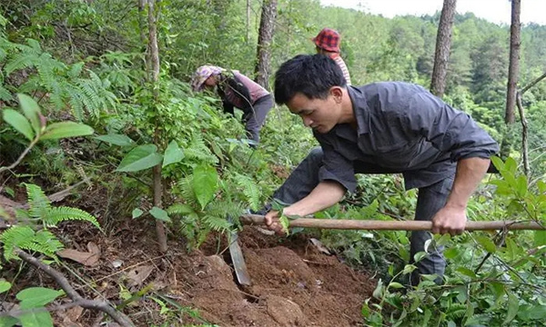 茯苓种植技术与栽培管理