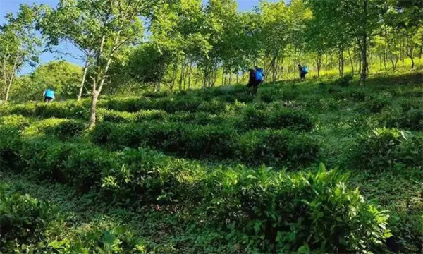 种植茶园防护林和遮阴树